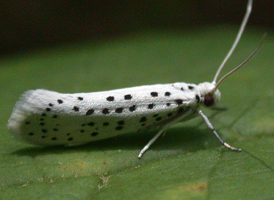 American Ermine